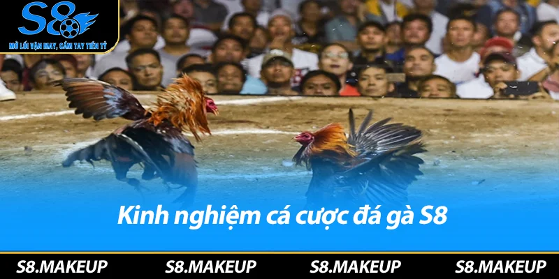 Kinh nghiệm cá cược đá gà S8