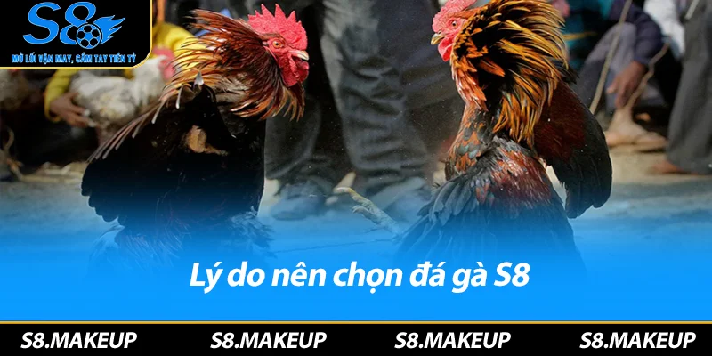 Lý do nên chọn đá gà S8
