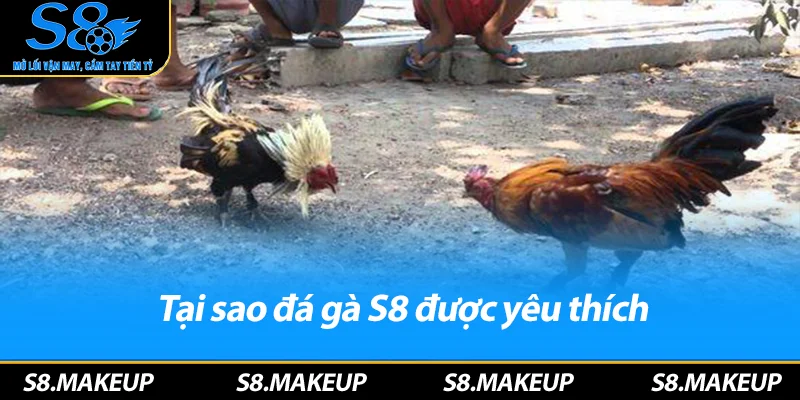 Tại sao đá gà S8 được yêu thích
